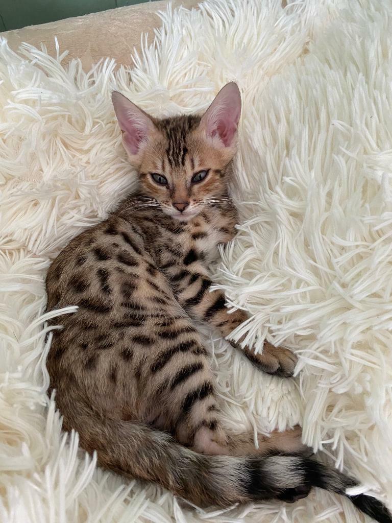 savannah cat for sale gumtree